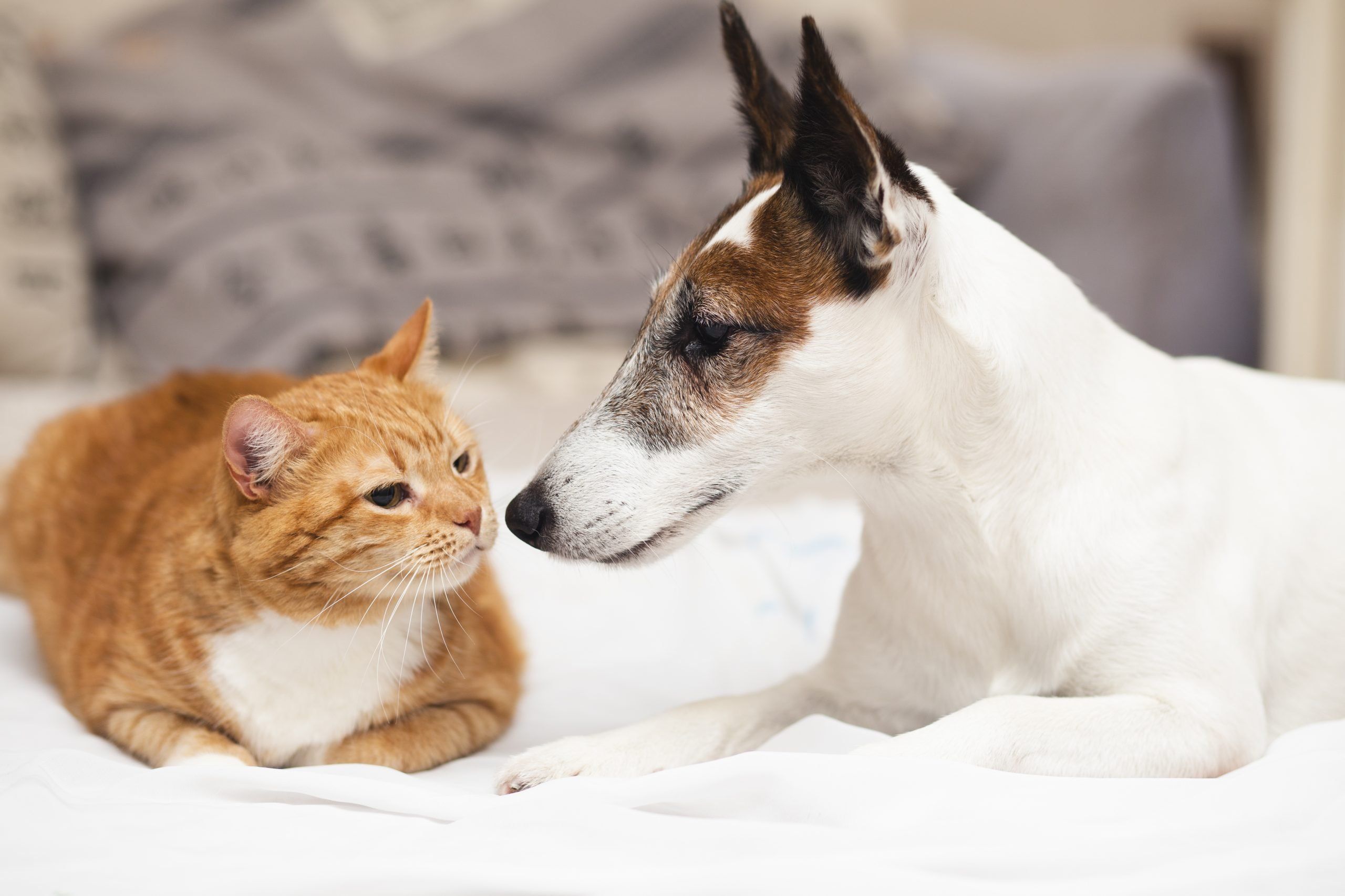 cute-dog-with-cat-friend